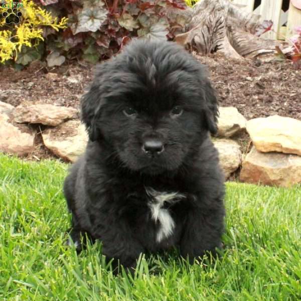 Daffodil, Newfoundland Puppy