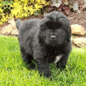 Daffodil, Newfoundland Puppy
