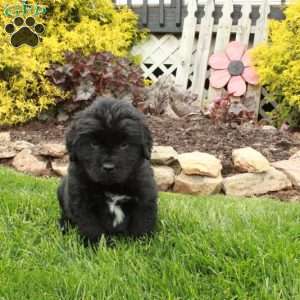Daffodil, Newfoundland Puppy