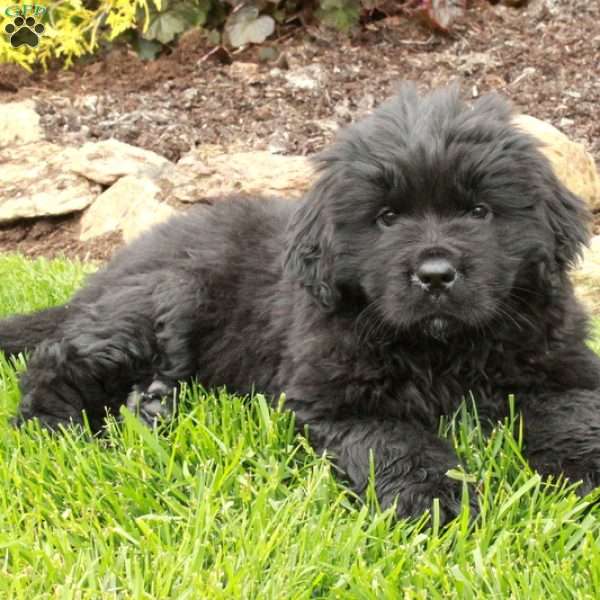 Dahlia, Newfoundland Puppy