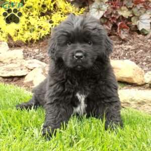 Dahlia, Newfoundland Puppy