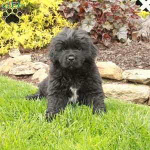 Dahlia, Newfoundland Puppy