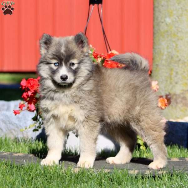 Dahlia, Pomsky Puppy