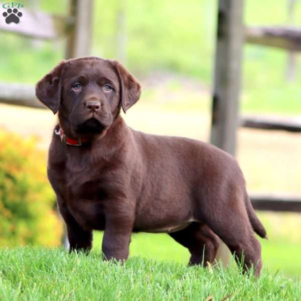 Dahlia, Chocolate Labrador Retriever Puppy
