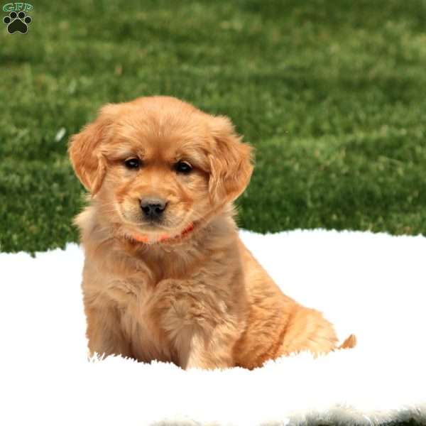 Dahlia, Golden Retriever Puppy