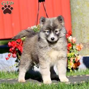 Dahlia, Pomsky Puppy