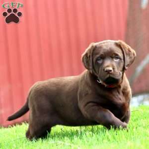 Dahlia, Chocolate Labrador Retriever Puppy
