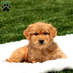 Dahlia, Golden Retriever Puppy