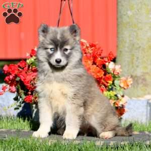 Dahlia, Pomsky Puppy