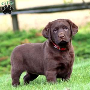 Dahlia, Chocolate Labrador Retriever Puppy