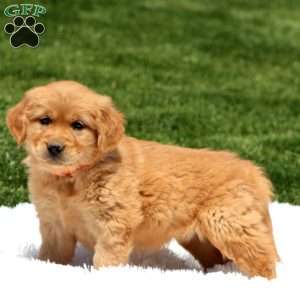 Dahlia, Golden Retriever Puppy