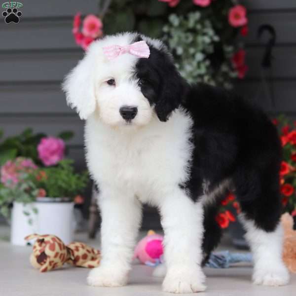 Daisy, Sheepadoodle Puppy