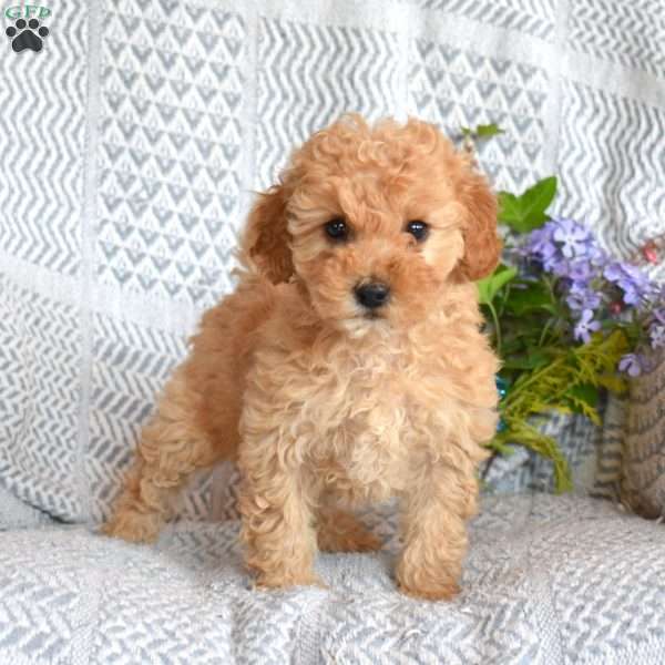 Daisy, Miniature Poodle Puppy