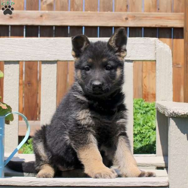 Daisy, German Shepherd Puppy