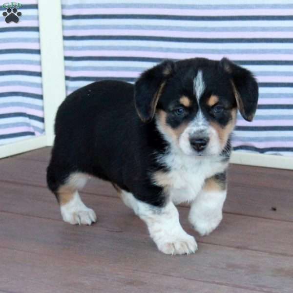 Daisy, Welsh Corgi Mix Puppy