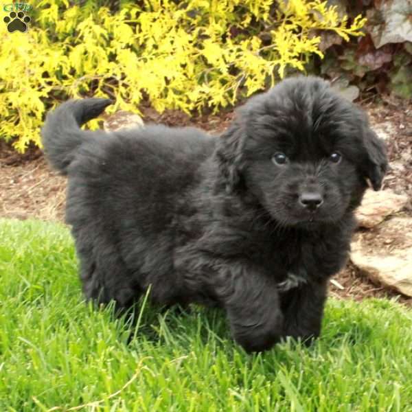 Daisy, Newfoundland Puppy