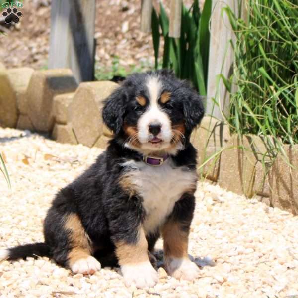 Daisy, Bernese Mountain Dog Puppy