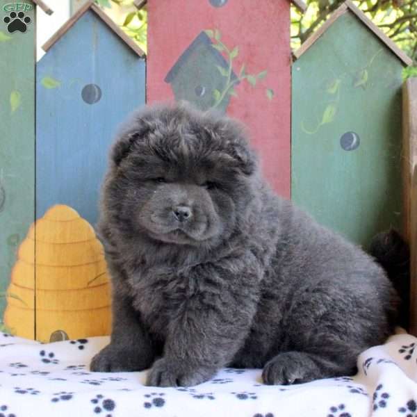 Daisy, Chow Chow Puppy