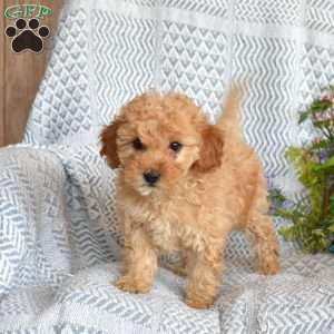 Daisy, Miniature Poodle Puppy