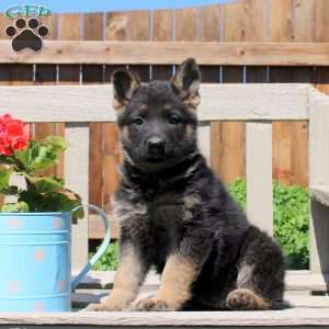 Daisy, German Shepherd Puppy