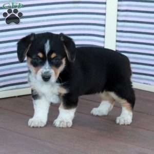 Daisy, Welsh Corgi Mix Puppy