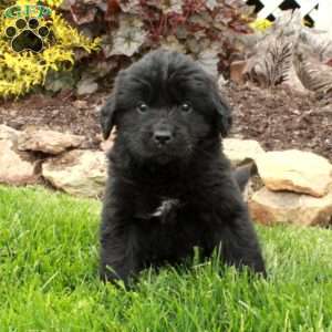 Daisy, Newfoundland Puppy