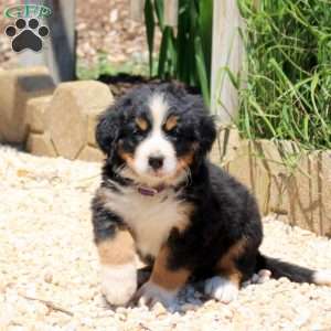 Daisy, Bernese Mountain Dog Puppy