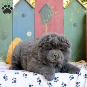 Daisy, Chow Chow Puppy