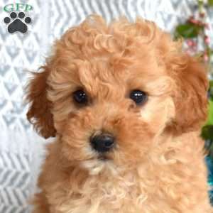 Daisy, Miniature Poodle Puppy