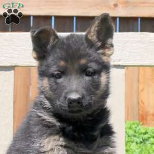 Daisy, German Shepherd Puppy