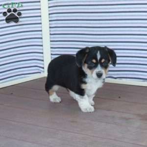 Daisy, Welsh Corgi Mix Puppy
