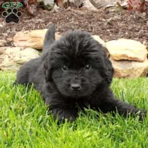 Daisy, Newfoundland Puppy