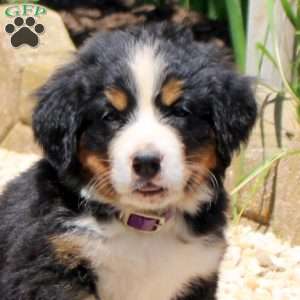 Daisy, Bernese Mountain Dog Puppy