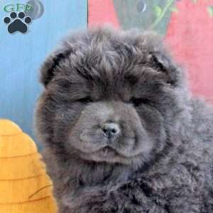 Daisy, Chow Chow Puppy