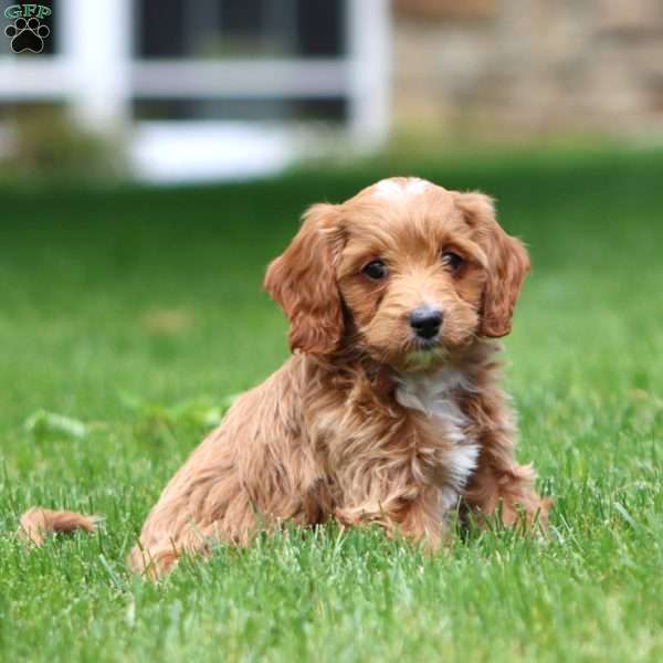 Daisy, Cavapoo Puppy