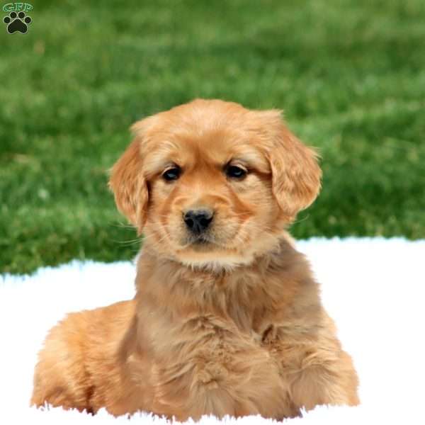 Daisy, Golden Retriever Puppy