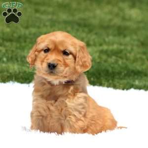 Daisy, Golden Retriever Puppy