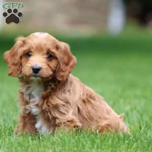 Daisy, Cavapoo Puppy