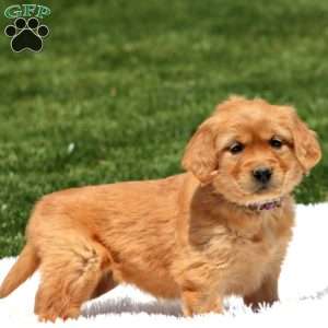 Daisy, Golden Retriever Puppy