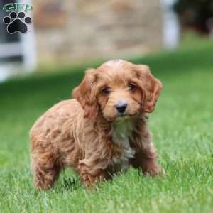 Daisy, Cavapoo Puppy