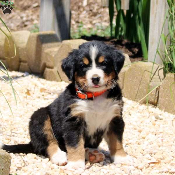 Dakota, Bernese Mountain Dog Puppy