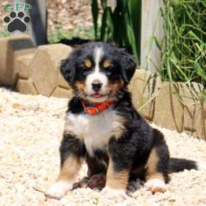 Dakota, Bernese Mountain Dog Puppy