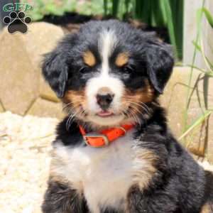 Dakota, Bernese Mountain Dog Puppy