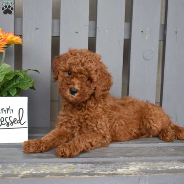 Dakota, Miniature Poodle Puppy