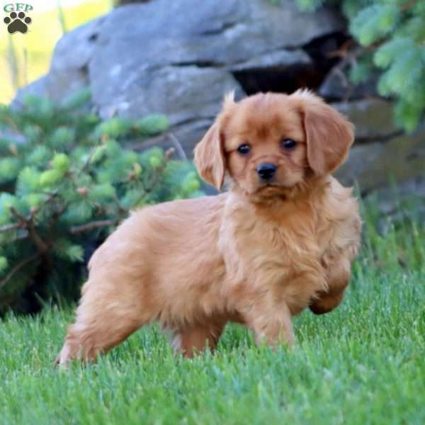 Dakota, Miniature Golden Retriever Puppy
