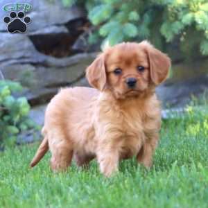 Dakota, Miniature Golden Retriever Puppy