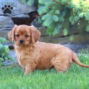 Dakota, Miniature Golden Retriever Puppy