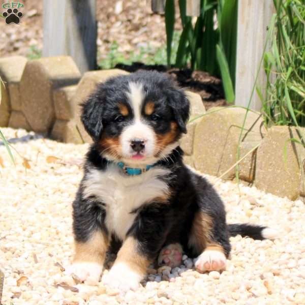 Dallas, Bernese Mountain Dog Puppy