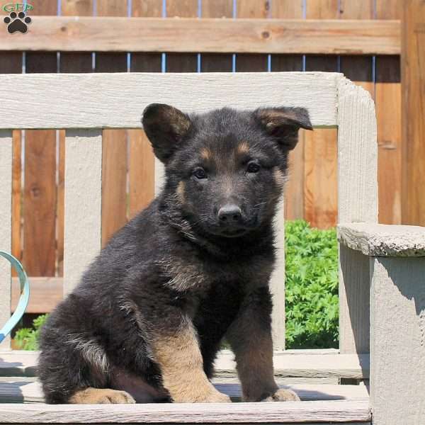 Dallas, German Shepherd Puppy
