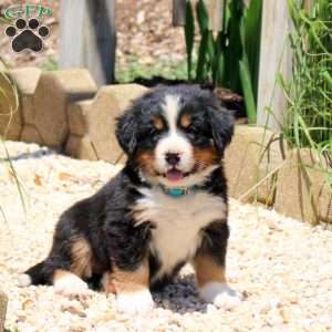 Dallas, Bernese Mountain Dog Puppy